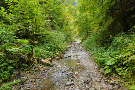 Forest footpath along the stream. Colorful leaves of trees in the autumn forest, colors of leaf-fall. Autumnal forest landscape.の写真素材
