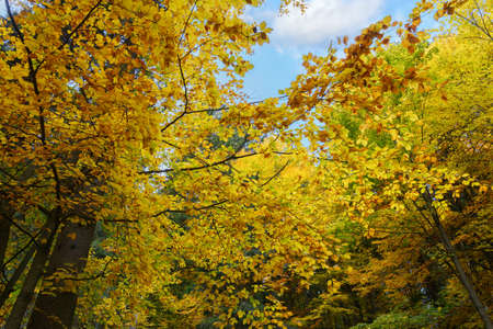 Sunny day in the forest. Autumnal forest landscape. Colorful leaves of trees in the autumn forest, colors of leaf-fall.の写真素材