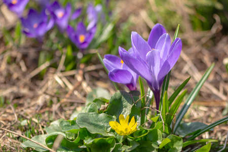 Violet crocuses - small, spring flowering plant of the iris family. Spring flowers, saffron.の写真素材