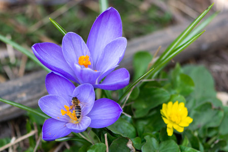 Violet crocuses - small, spring flowering plant of the iris family. Spring flowers, saffron.