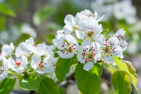 Sweet white flowers blooming pear-tree. Delicate white blooming pear flowers in the spring garden. Blossoming fruit tree.の写真素材