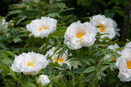 Big beautiful white tree-like peony flowers in the spring garden. Tree peony bush blooms in the springtime park. Ornamental plant with large flowers.の写真素材