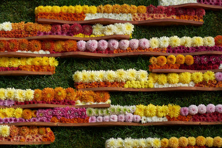 Decorative composition of fresh chrysanthemum flowers, autumn bouquet. Ornamental design with colorful flowers of chrysanthemums. Multicolored chrysanthemums in autumn Iasi botanical garden, Romania.の写真素材
