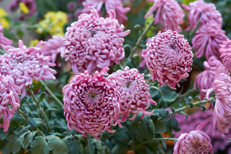 Chrysanthemum grandiflorum Ramat. Vienna Pink. Decorative composition of pink chrysanthemum flowers, autumn bouquet. Lilac chrysanthemum in autumn Iasi botanical garden, Romania.の写真素材