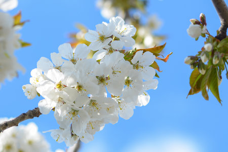 Sweet white flowers blooming cherries, cherry in the spring garden. Delicate white blooming cherry flowers in the spring garden. Blossoming fruit tree.の写真素材