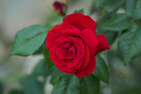 Lively rose with scarlet petals. Flower of red rose in the summer garden. Decorative flowering plant.の写真素材