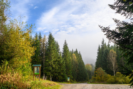 Dirt road through the forest near MshansÊ¹ke forestry, Osmoloda in Ivano-Frankivsk region, Ukraine. The leaf fall forest. Autumn landscape.の写真素材