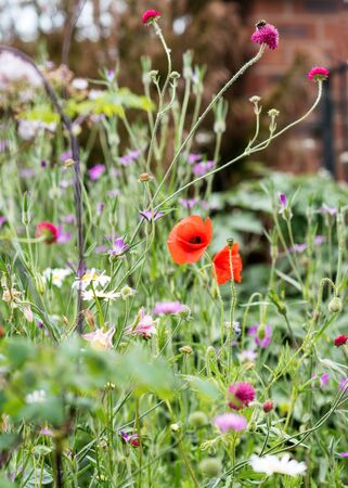 Poppy and many flowers in the meadowの写真素材