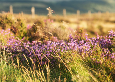 Heather on to of hill
