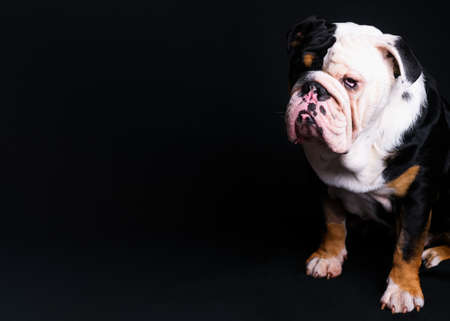 Black and white English Bulldog sitting  on black backgroundの写真素材