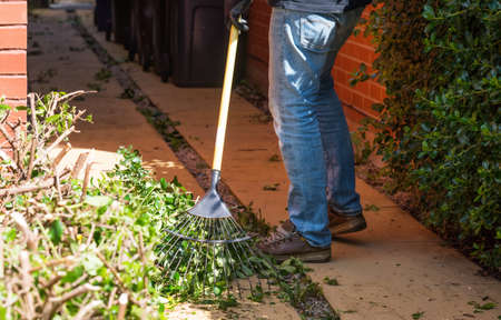 Man cleaning leaves and branches with a garden lawn rake after cuttingの写真素材