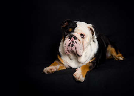 Black and white English Bulldog lying  on black backgroundの写真素材