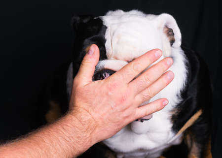 Hand stopping English Bulldog on black backgroundの写真素材