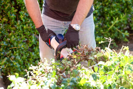 man cutting and trimming  bushes and hedges with Hedge Trimmerの写真素材