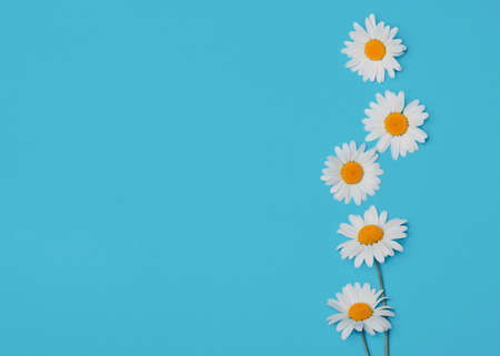 floral blue background with camomilesの写真素材