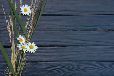 floral grey background with camomilesの写真素材
