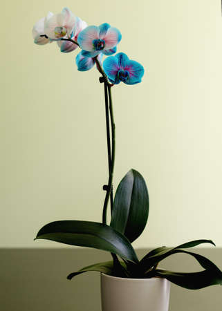 flowers of blue orchid on green backgroundの写真素材