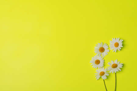 floral yellow background with camomilesの写真素材