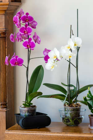 flowers of purple orchid on white backgroundの写真素材