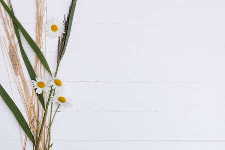 floral white wooden background with camomilesの写真素材
