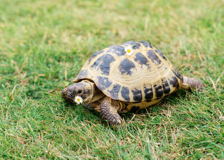 A tortoise with chamomile on the grass at dayの写真素材