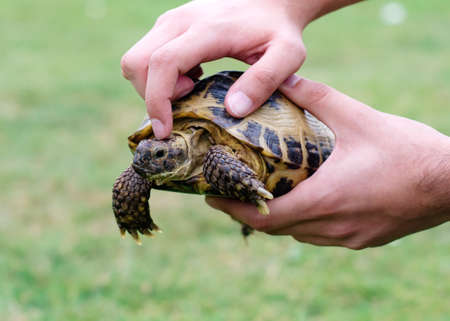 A tortoise in hands against green grassの写真素材