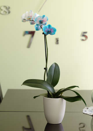 flowers of purple orchid on white backgroundの写真素材