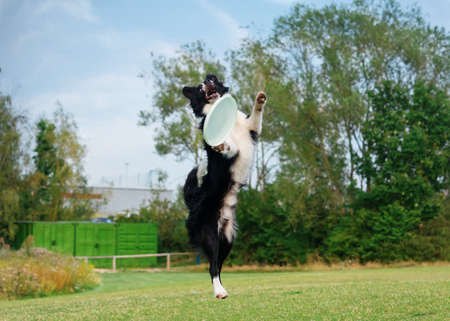 Black and white collie playing and jumping on the grassの写真素材