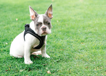 Puppy of White French Bulldog out for a walk sitting on the grass in Summerの写真素材