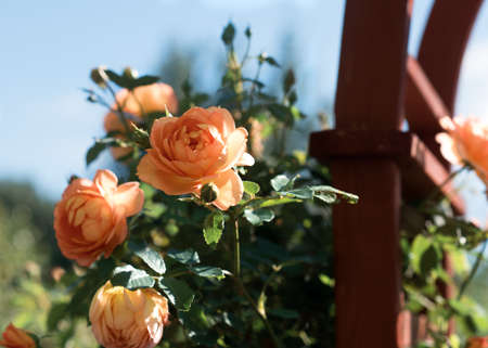 orange roses in the garden in the afternoonの写真素材