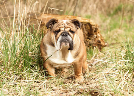 Red English Bulldog out for a walk standing on the dry grass in Autumnの写真素材