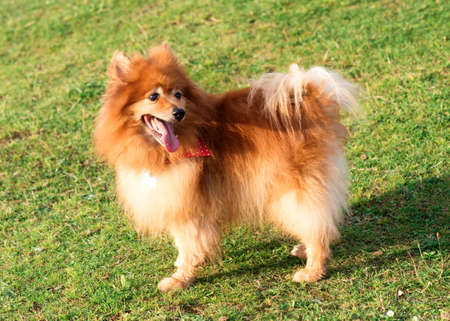 Red Spitz Pomeranian standing on the grass at the sunsetの写真素材