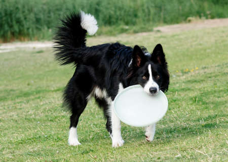 Black and white collie playing and jumping on the grassの写真素材