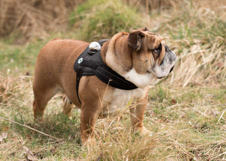 Red English Bulldog out for a walk standing on the dry grass in Autumnの写真素材