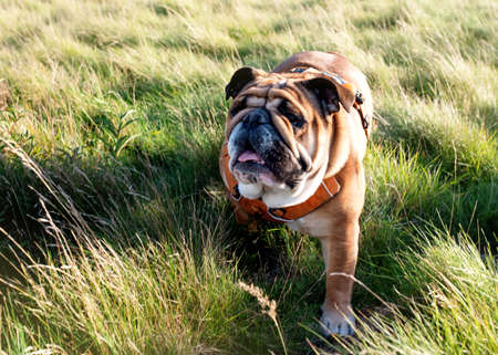 Red English Bulldog out for a walk standing on the dry grassの写真素材