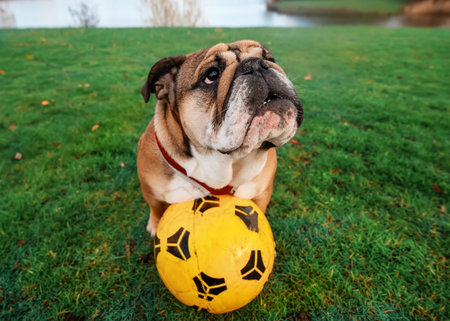 English Bulldog playing football on the green grassの写真素材