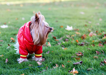 Yorkshire terrier in red coat standing on the grassの写真素材