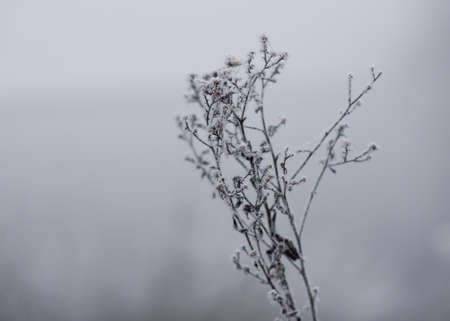 frost on the branches of a bush in winterの写真素材