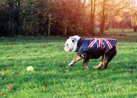 Black and white English Bulldog wearing a gilet out for a walk running on the grassの写真素材