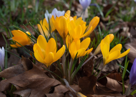 yellow crocuses on meadow on the sunny spring day
