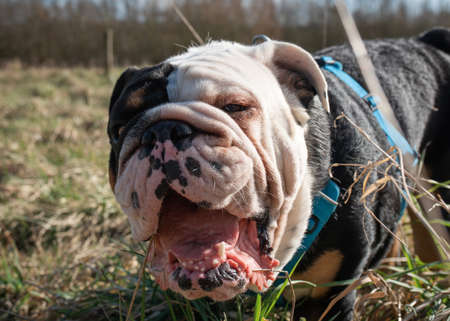 English British Bulldog eating grass on a fieldの写真素材