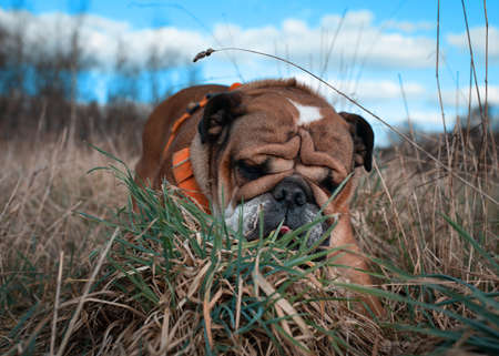Red English British Bulldog eating grass on a fieldの写真素材