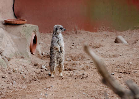 meerkat on guard duty on ground in day in zooの写真素材