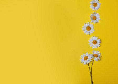floral yellow background with chamomilesの写真素材