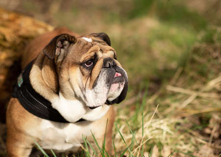 Red English British Bulldog out for a walk standing on the dry grass in sunny dayの写真素材
