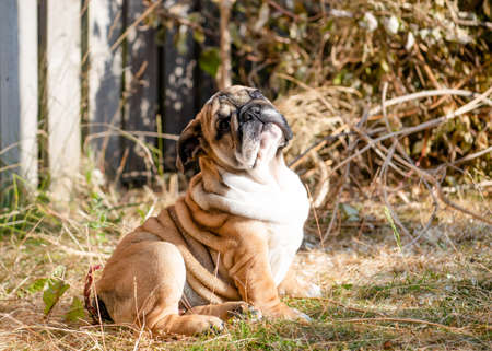Red English British Bulldog out for a walk standing on the dry grass in sunny dayの写真素材