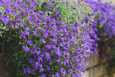 Decorate spring purple flowers of Aubrieta on the fenceの写真素材