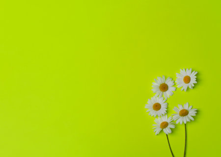 floral yellow background with chamomilesの写真素材