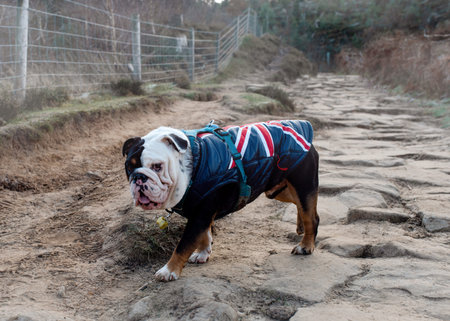 Black and white English British Bulldog walking on footpathの写真素材