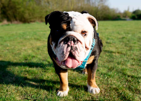 Black and white English Bulldog walking on the grass in the spring dayの写真素材